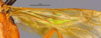 Media type: image;   Entomology 25735 Aspect: Wing hind